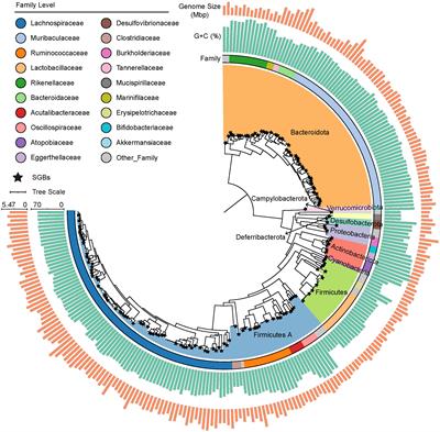 Metagenomic insights into the composition and function of the gut microbiota of mice infected with Toxoplasma gondii